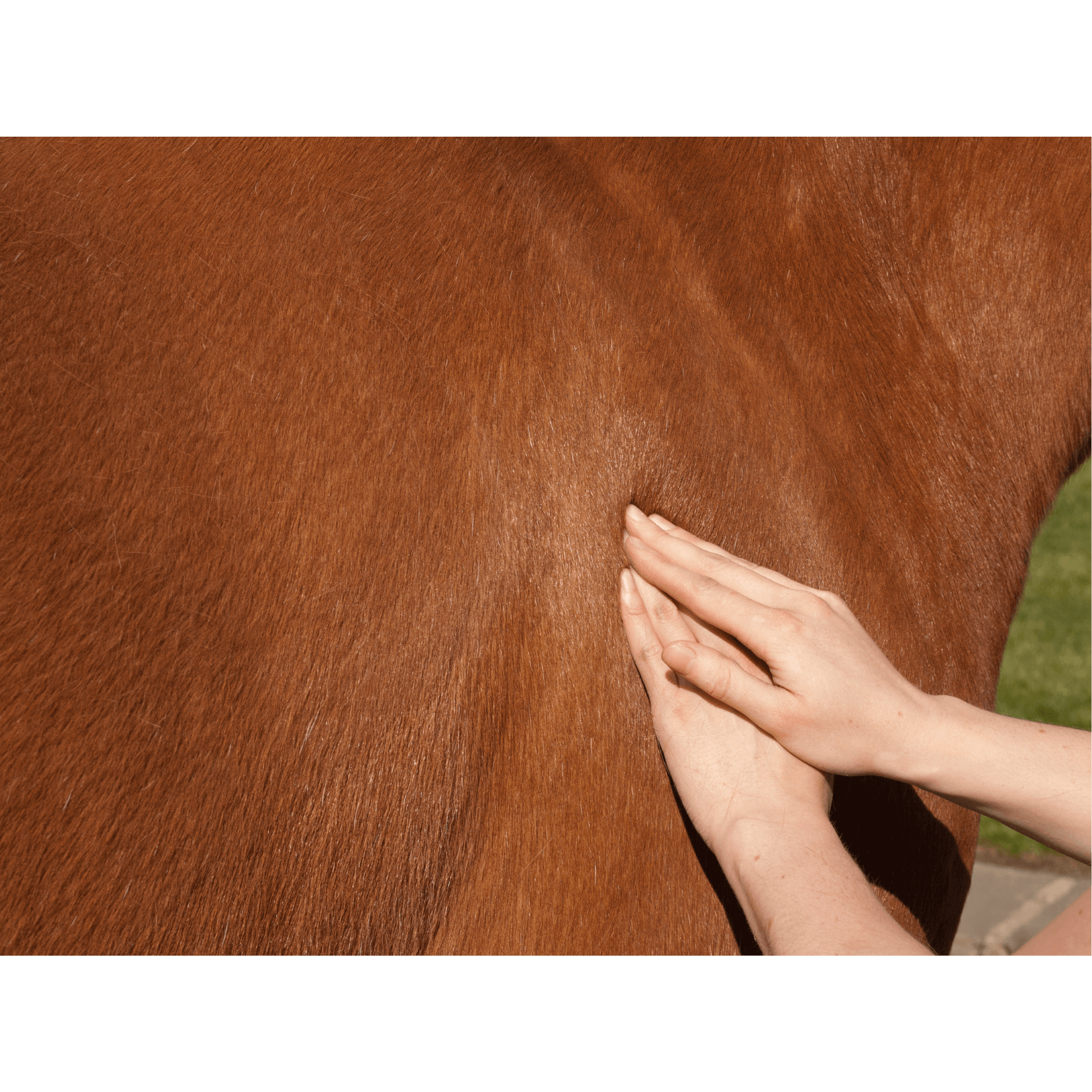 importance massage cheval bienfaits bénéfices